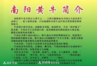 南阳黄牛 中原大地上的农耕传奇与地理珍宝