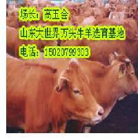 山东大世界万头牛羊良种繁育基地 株洲肉牛羊养殖的理想合作之选